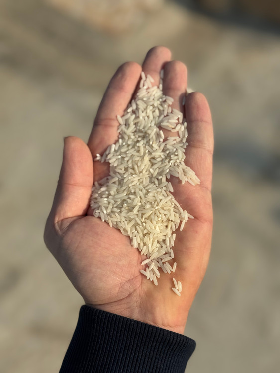 برنج طارم اقتصادی کیسه ۱۰ کیلوگرمی