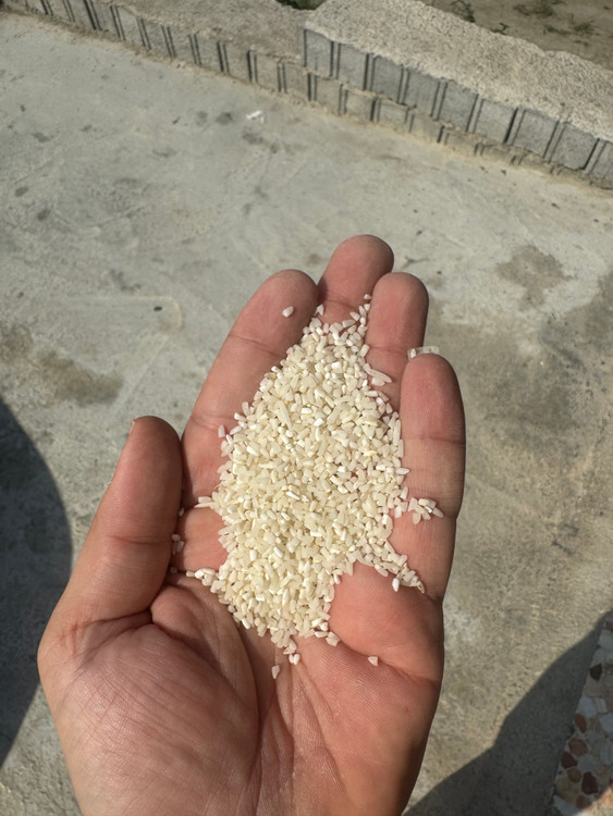 برنج نیم دانه طارم هاشمی
