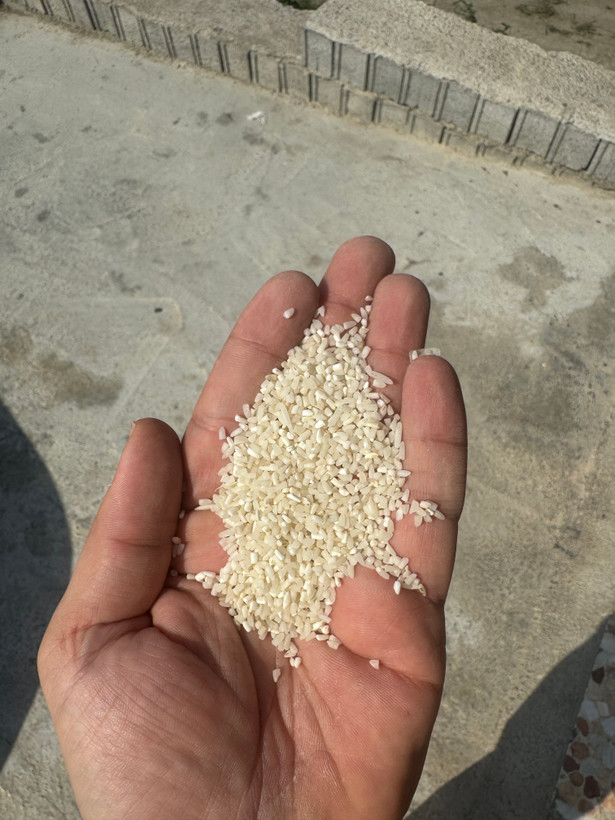 برنج نیم دانه طارم هاشمی