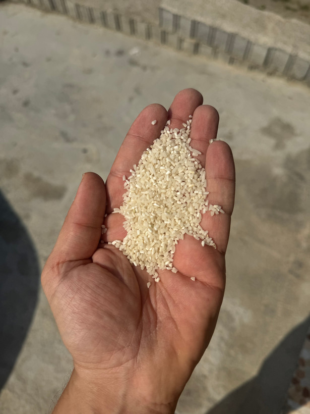 برنج نیم دانه طارم هاشمی