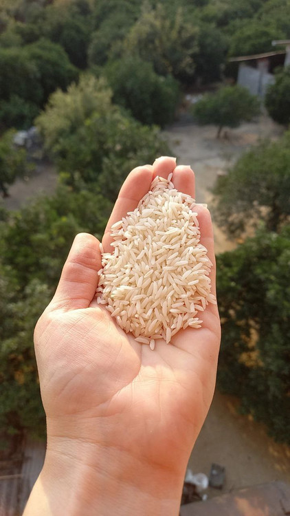 برنج طارم بابل ممتاز