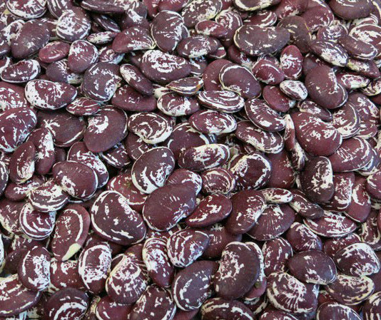 لوبیا عروس خشک خوراکی با دانههای طرحدار در فروشگاه مونولیزا